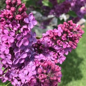 Meet your Posher, Audrey